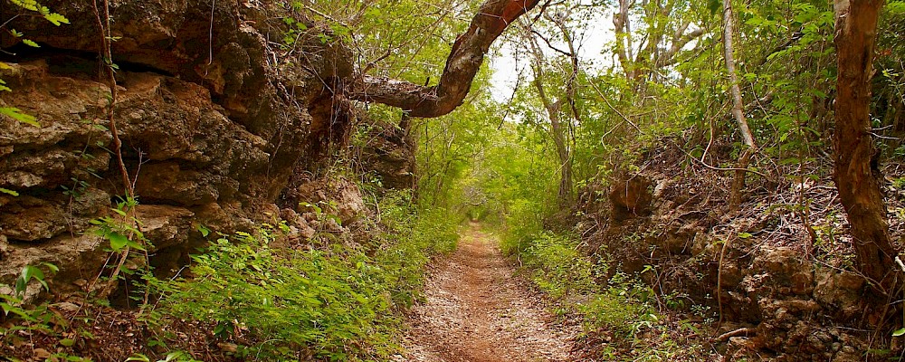 ‘Camino del Mayab’ Multi-Use Trail Circuit Planned for Yucatan