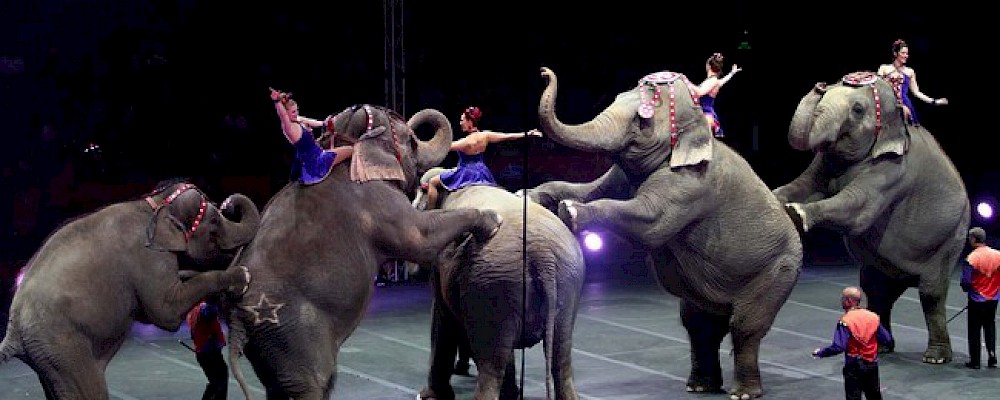 NO MORE ANIMAL CIRCUSES IN QUINTANA ROO