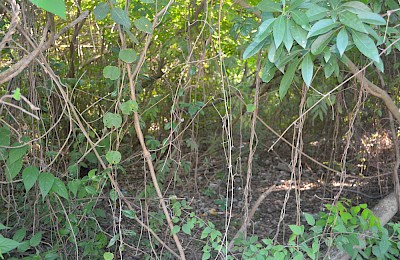 Playa Del Carmen Real Estate Listing \| Commercial Lot Ejido