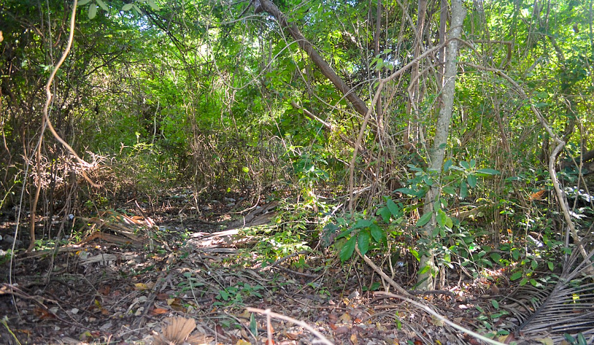 Playa Del Carmen Real Estate Listing | Lote Cruz de Servicios PDC 005