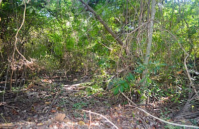 Playa Del Carmen Real Estate Listing | Lote Cruz de Servicios PDC 005