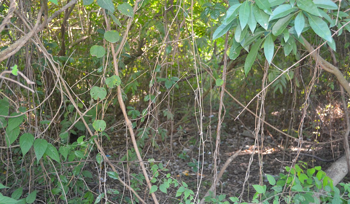 Akumal Real Estate Listing | Rancho San Martín Lot